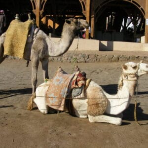 2.5-Hour Quad Biking Safari in Sharm El Sheikh Desert