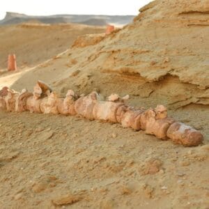 Fayoum Oasis and Wadi El Rayan Day trip from Cairo excursion Fayoum Oasis and Wadi El Rayan Day trip from Cairo excursion
