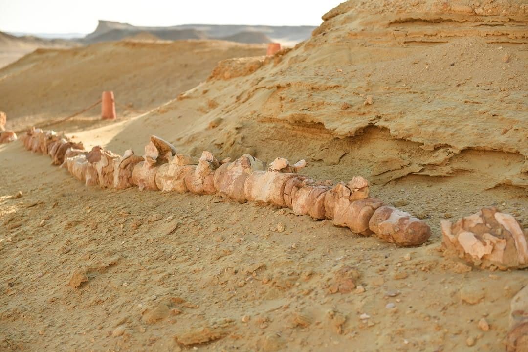 Fayoum Oasis and Wadi El Rayan Day trip from Cairo excursion Fayoum Oasis and Wadi El Rayan Day trip from Cairo excursion