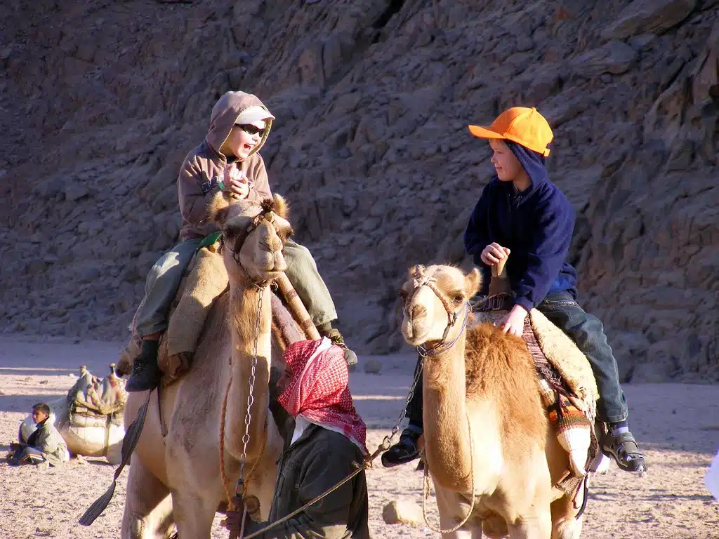 Sharm El Sheikh Desert Camel Safari and Bedouin Dinner