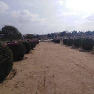 The WW II Cemeteries from Alexandria