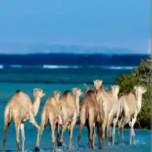 Cairo & Marsa Alam Short Tours for Seniors (6 Days - 5 Nights) tour package