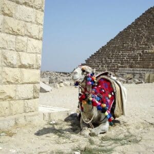 Giza Pyramids, Camel Ride and GEM Day Tour from Alexandria Port