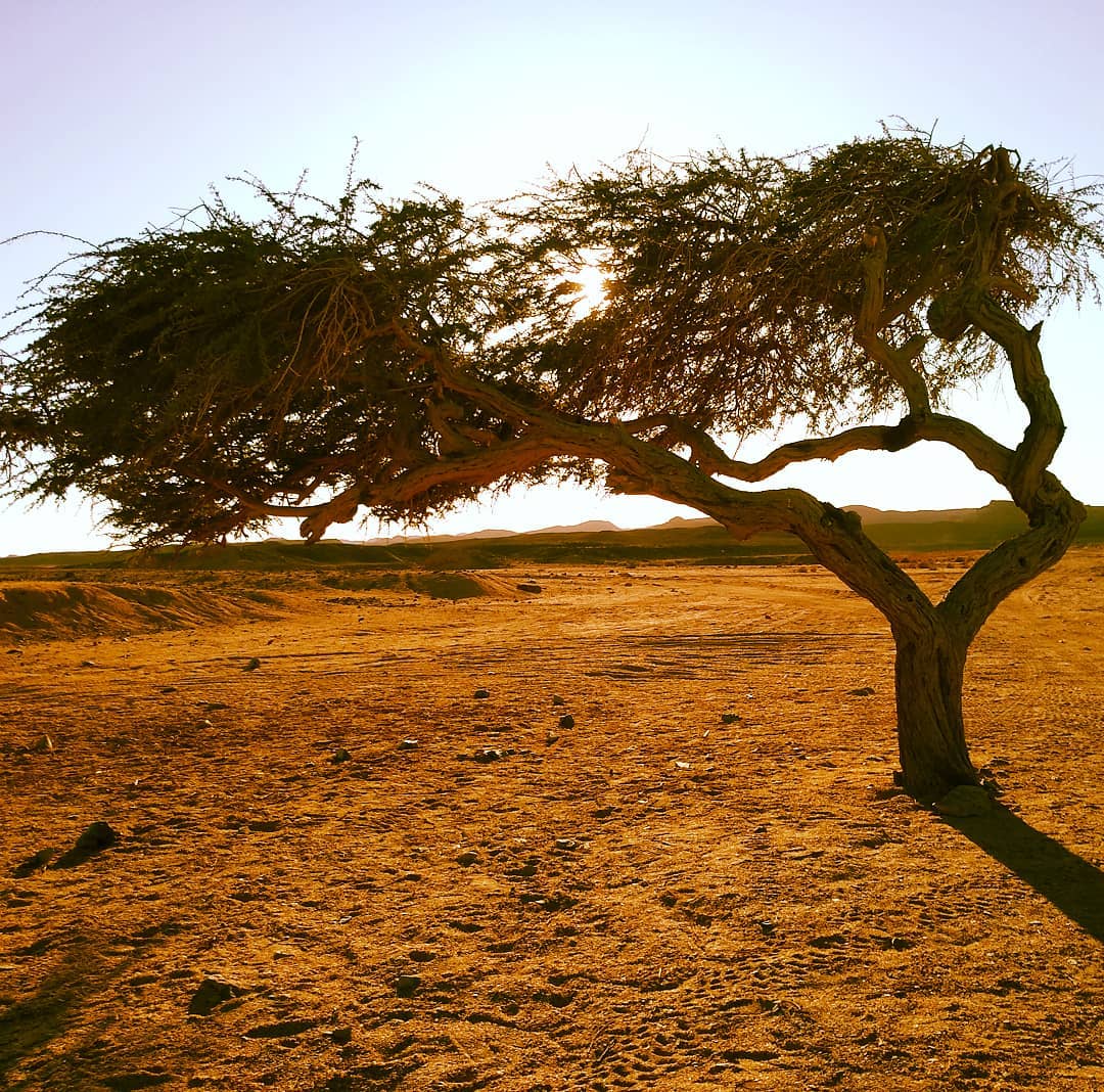 3-Day Marsa Alam Safari Wadi El Gemal, Desert Stargazing & Red Sea Relaxation travel package 3-Day Marsa Alam Safari Wadi El Gemal, Desert Stargazing & Red Sea Relaxation travel package