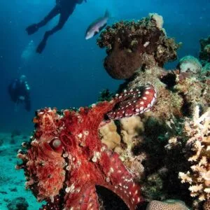 Red Sea Culinary & Seafood Adventure Hurghada and El Gouna (4 Days)