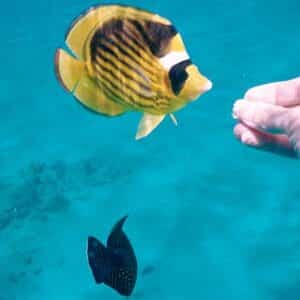 Romantic Egypt Escape – Cairo, Nile Cruise & Sharm El Sheikh (12 Days 11 Nights) tour package